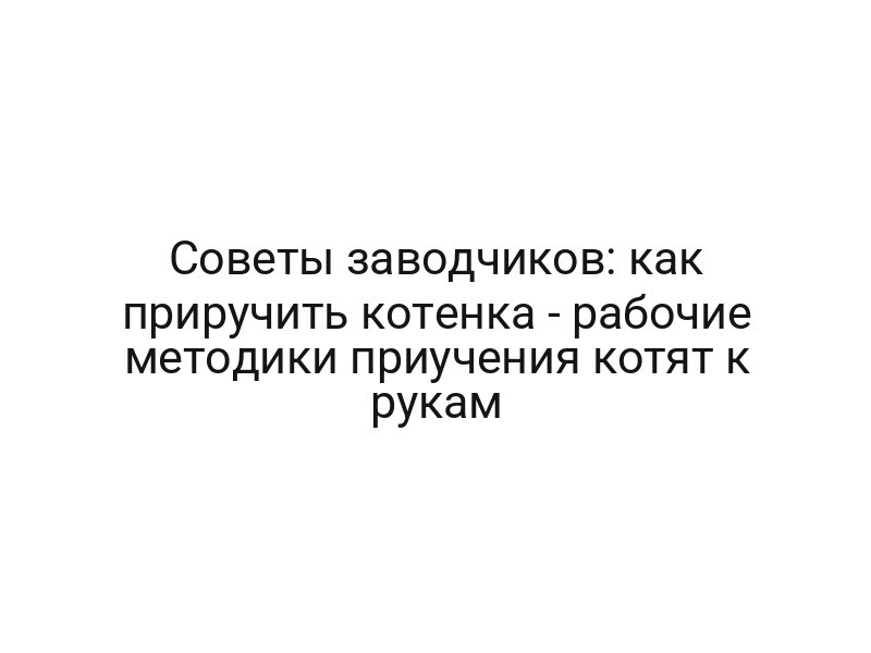 Советы заводчиков: как приручить котенка — рабочие методики приучения котят к рукам