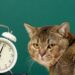 Как отучить кота метить углы за 7 дней